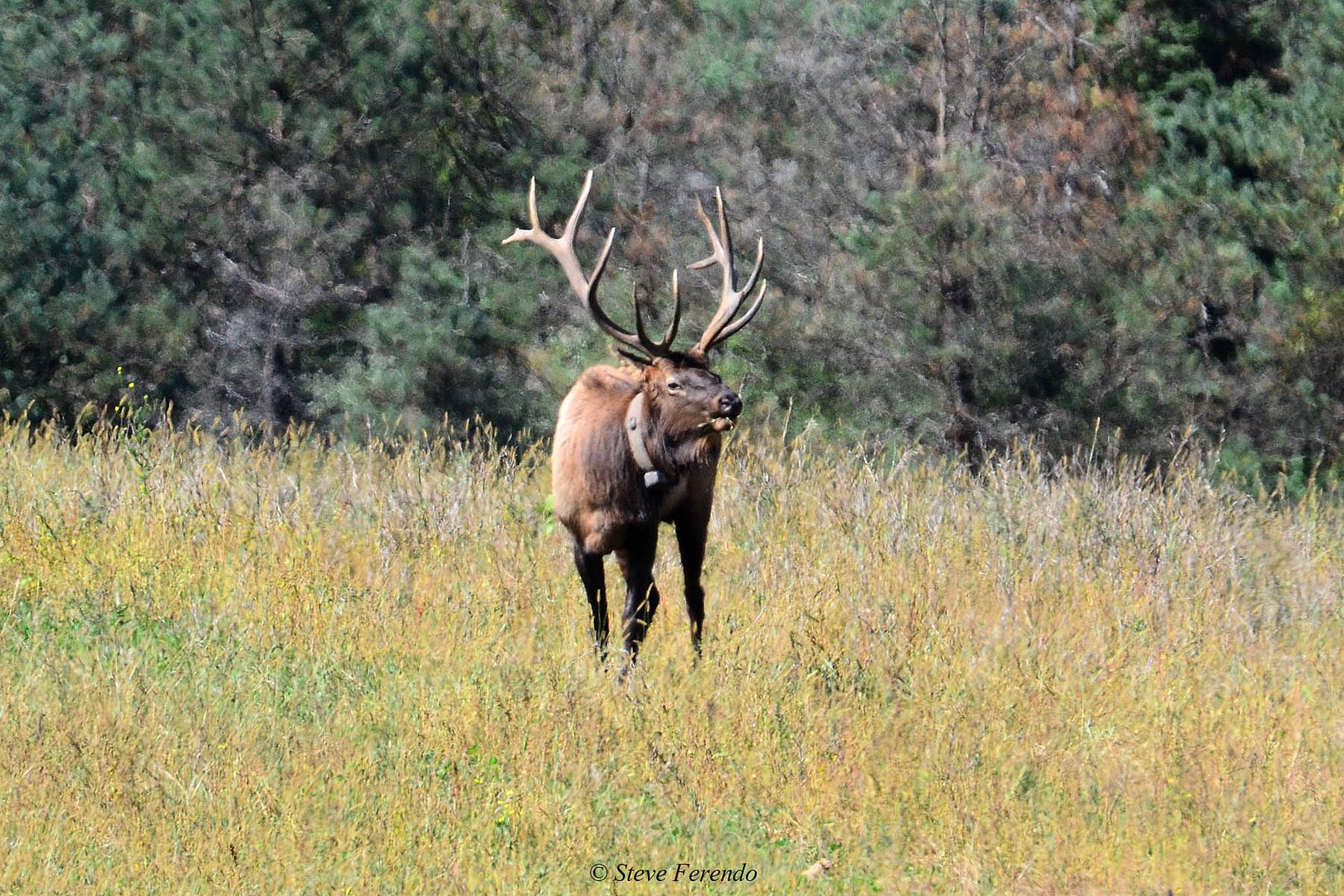"Natural World" Through My Camera Pennsylvania Elk Range, Day Three